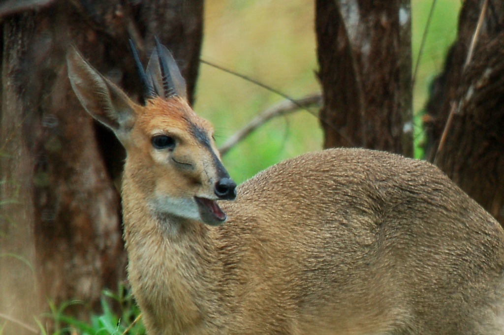 Bush Duiker