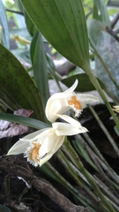 Sobralia fragrans
