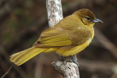 Chlorocichla flaviventris