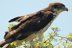 Aquila spilogaster