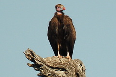 Trigonoceps occipitalis