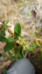 Ludwigia pilosa