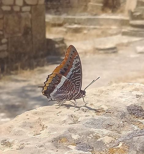 Two-tailed Pasha