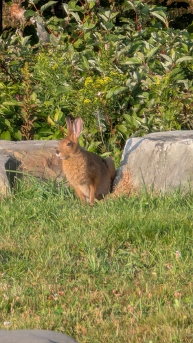 Snowshoe Hare photographed in Maine