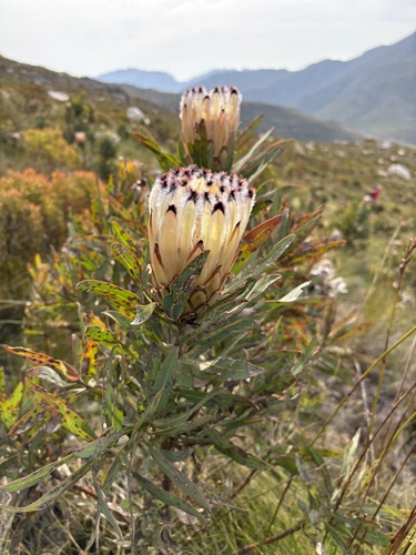 Peach-grey Hybrid (Protea burchellii)