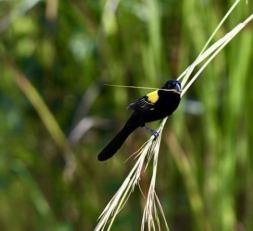 Yellow-mantled Widowbird (Euplectes macroura), photo 6