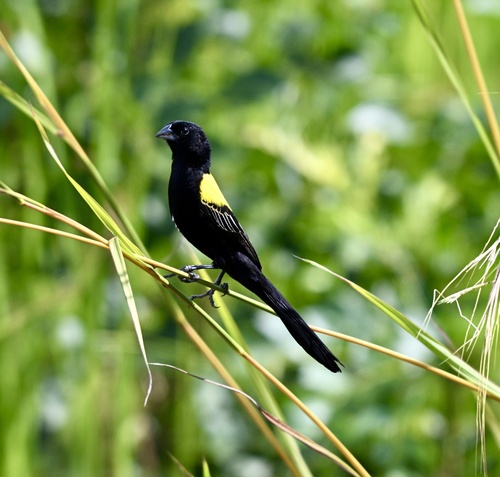 Yellow-mantled Widowbird (Euplectes macroura), photo 5
