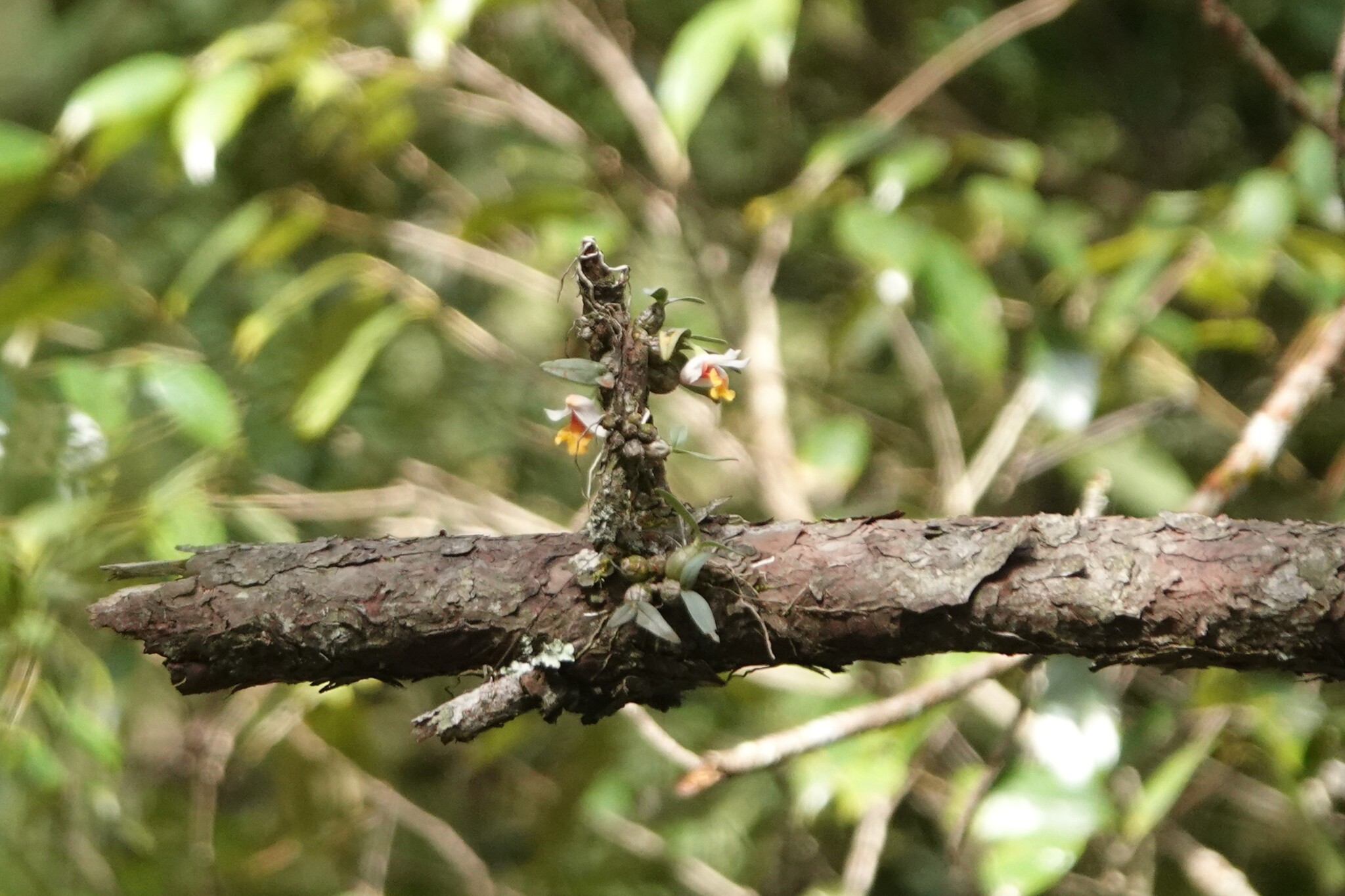 Dendrobium bellatulum — ảnh 3