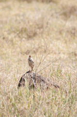 Anthus cinnamomeus lacuum