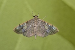 Pantographa expansalis