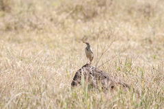 Anthus cinnamomeus lacuum