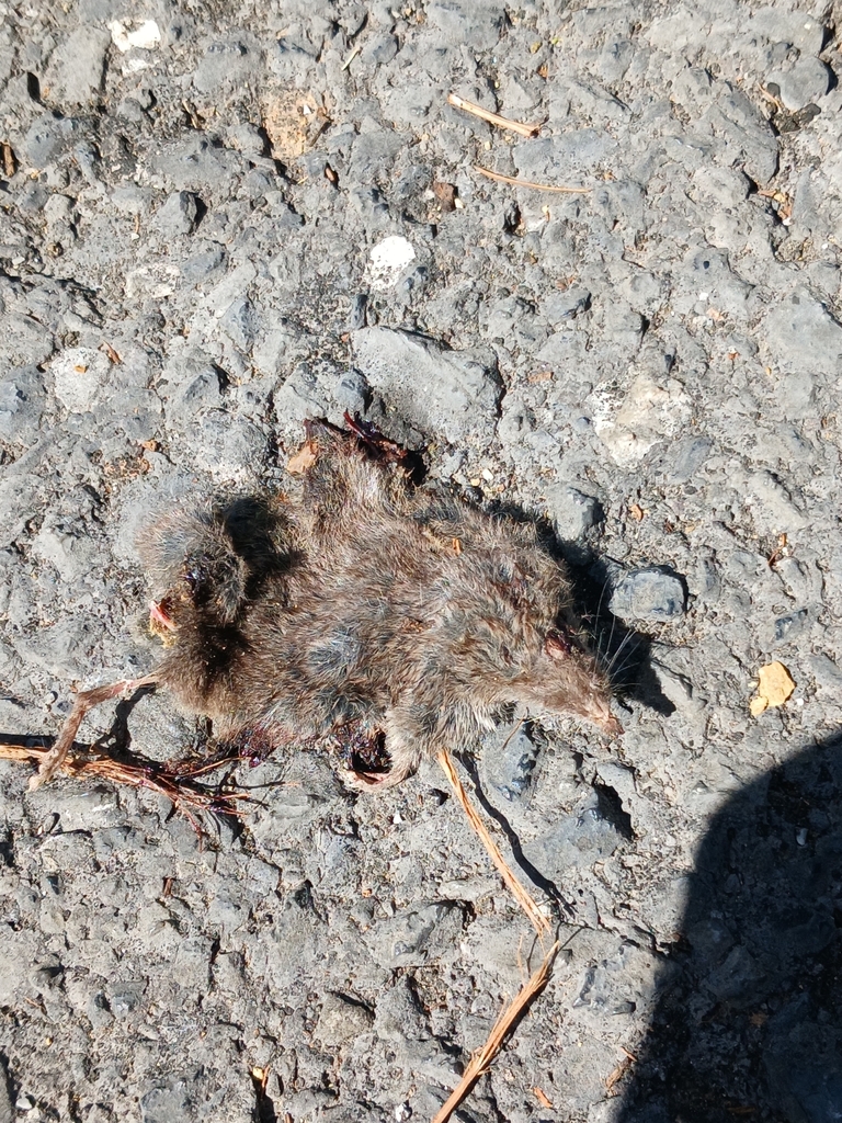 Cryptotis berlandieri