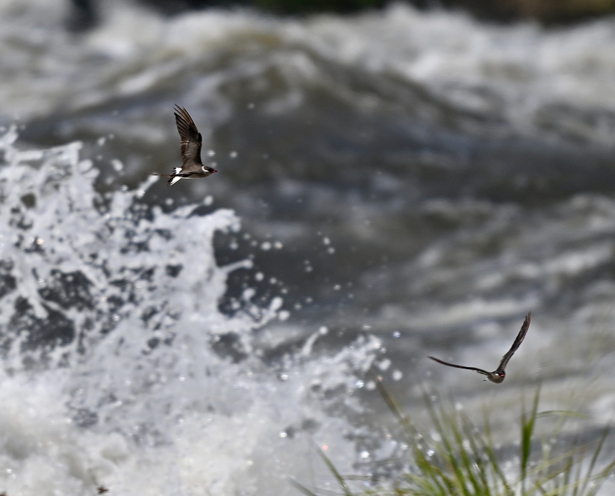 Rock Pratincole (Glareola nuchalis), photo 2