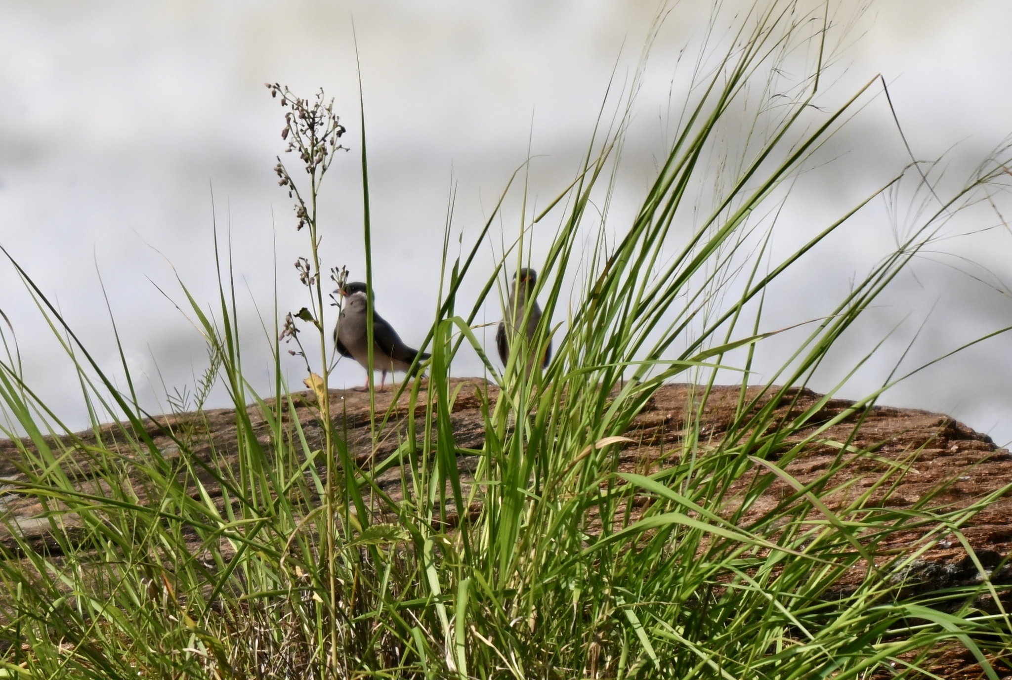Rock Pratincole (Glareola nuchalis), photo 3