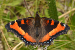 Aglais milberti viola