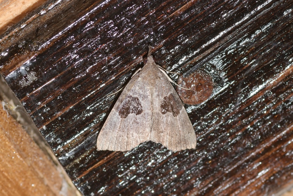 Hypena drucealis