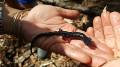 Plethodon variolatus