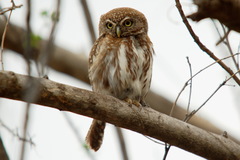 Glaucidium perlatum