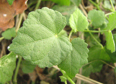 Pavonia