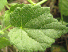 Pavonia