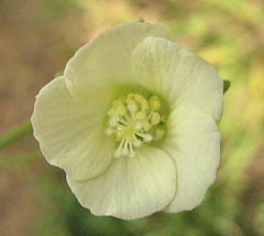Pavonia