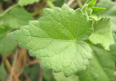 Pavonia