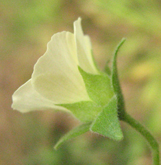 Pavonia