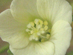Pavonia
