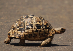 Leopard Tortoise photo 2