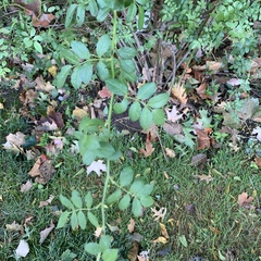 Rosa multiflora