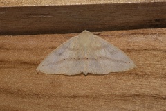 Cirsodes acuminata