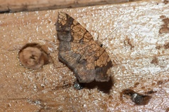 Nematocampa completa