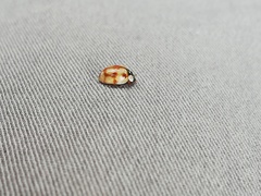 Adalia decempunctata