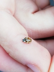 Adalia decempunctata