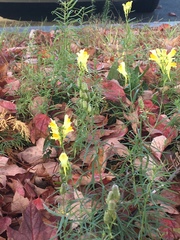Linaria vulgaris