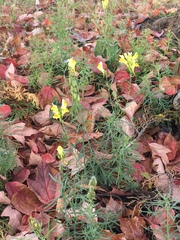 Linaria vulgaris