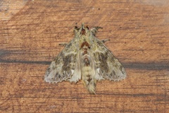 Euglyphis submarginalis