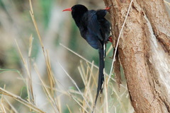 Phoeniculus purpureus