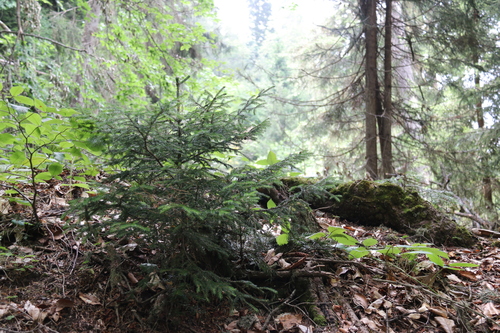 Caucasian Spruce (Picea orientalis)