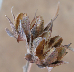 Melhania acuminata