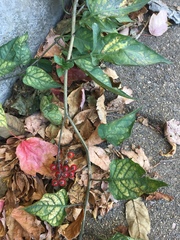 Solanum dulcamara