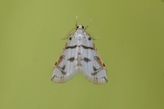 Neurophyseta