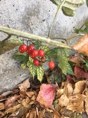 Solanum dulcamara