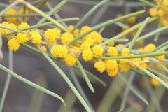 Acacia papyrocarpa