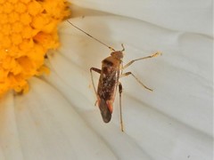 Diomocoris