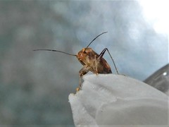 Diomocoris