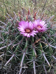 Ferocactus recurvus