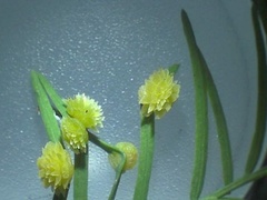 Taxodiomyia