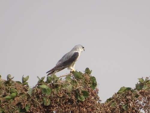 Black-winged Kite