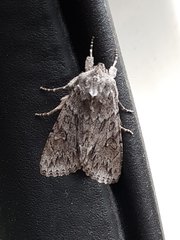 Andropolia contacta